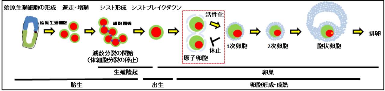 生殖細胞発生研究グループ