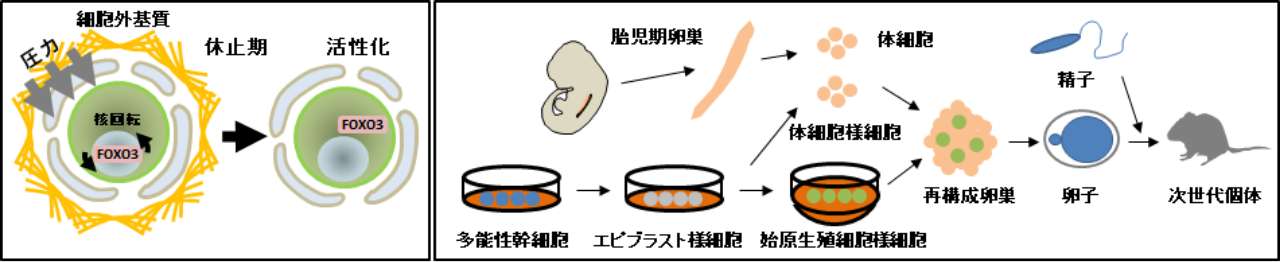 生殖細胞発生研究グループ